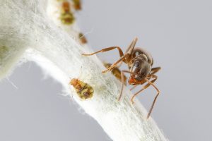Ameisen im Studio hüten und melken Blattläuse, Foto: Michael
